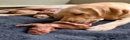 Labrador Retriever dogs for sale: KC Fox Red & Yellow Labrador Puppies - Advert 2