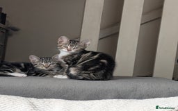 Domestic Shorthair cats for sale: Beautiful domestic short hair kittens for sale  - Image 5