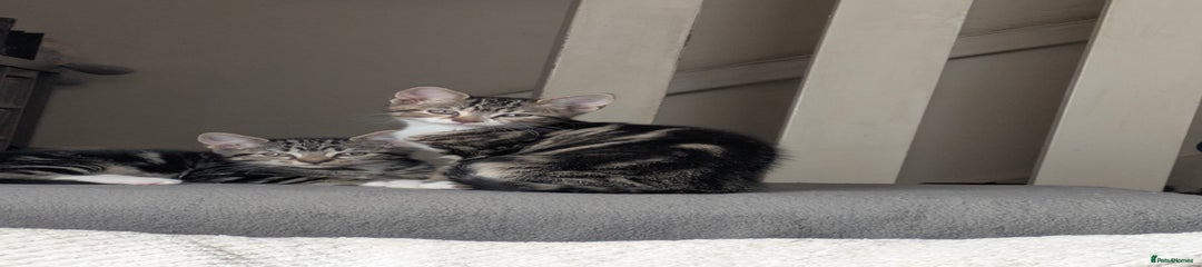 Domestic Shorthair Kitten 5