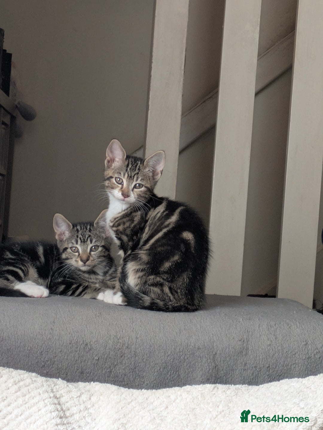 Domestic Shorthair cats for sale: Beautiful domestic short hair kittens for sale  - Image 5