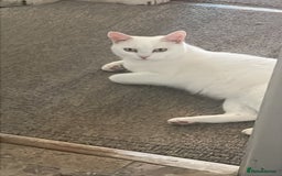 Turkish Van cats for sale: Turkish van cats - Image 5