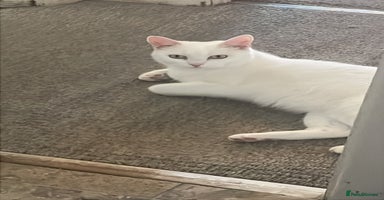 Turkish Van cats Turkish van cats - Advert 11