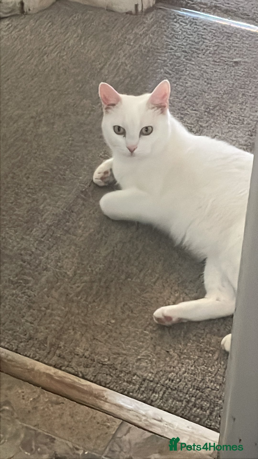 Turkish Van cats for sale: Turkish van cats - Image 5