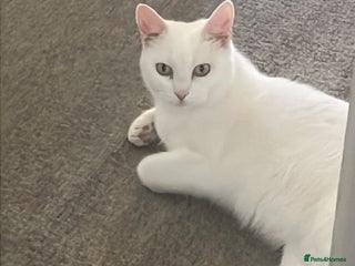 Turkish Van cats - Advert 1