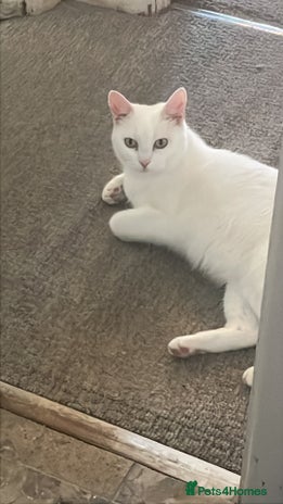 Turkish Van cats - Advert 1