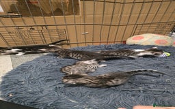 Bengal cats for sale: Bengal x tabby kittens - Image 9