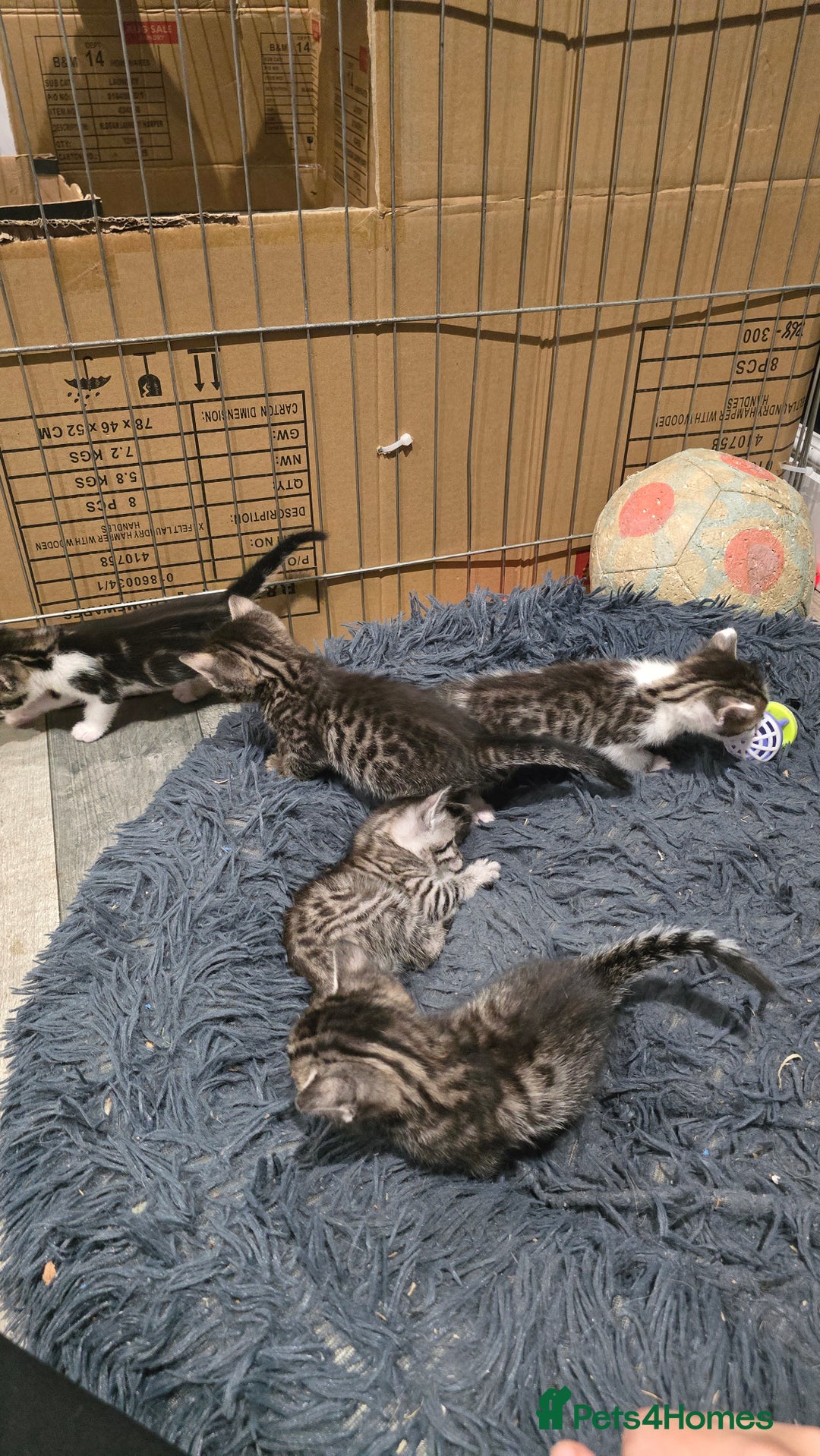 Bengal cats for sale: Bengal x tabby kittens - Image 9