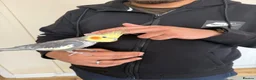 Cockatiels birds for sale: Hand tamed cockatiel  - Advert 1