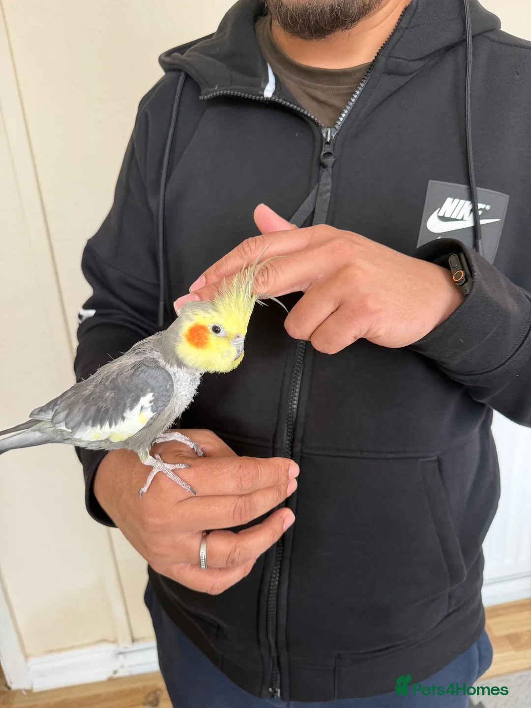 Cockatiels birds for sale: Hand tamed cockatiel  - Advert 1