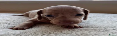 Dachshund 8