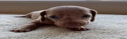 Dachshund dogs for sale: Standard Dachshund Puppies in Eye - Advert 3