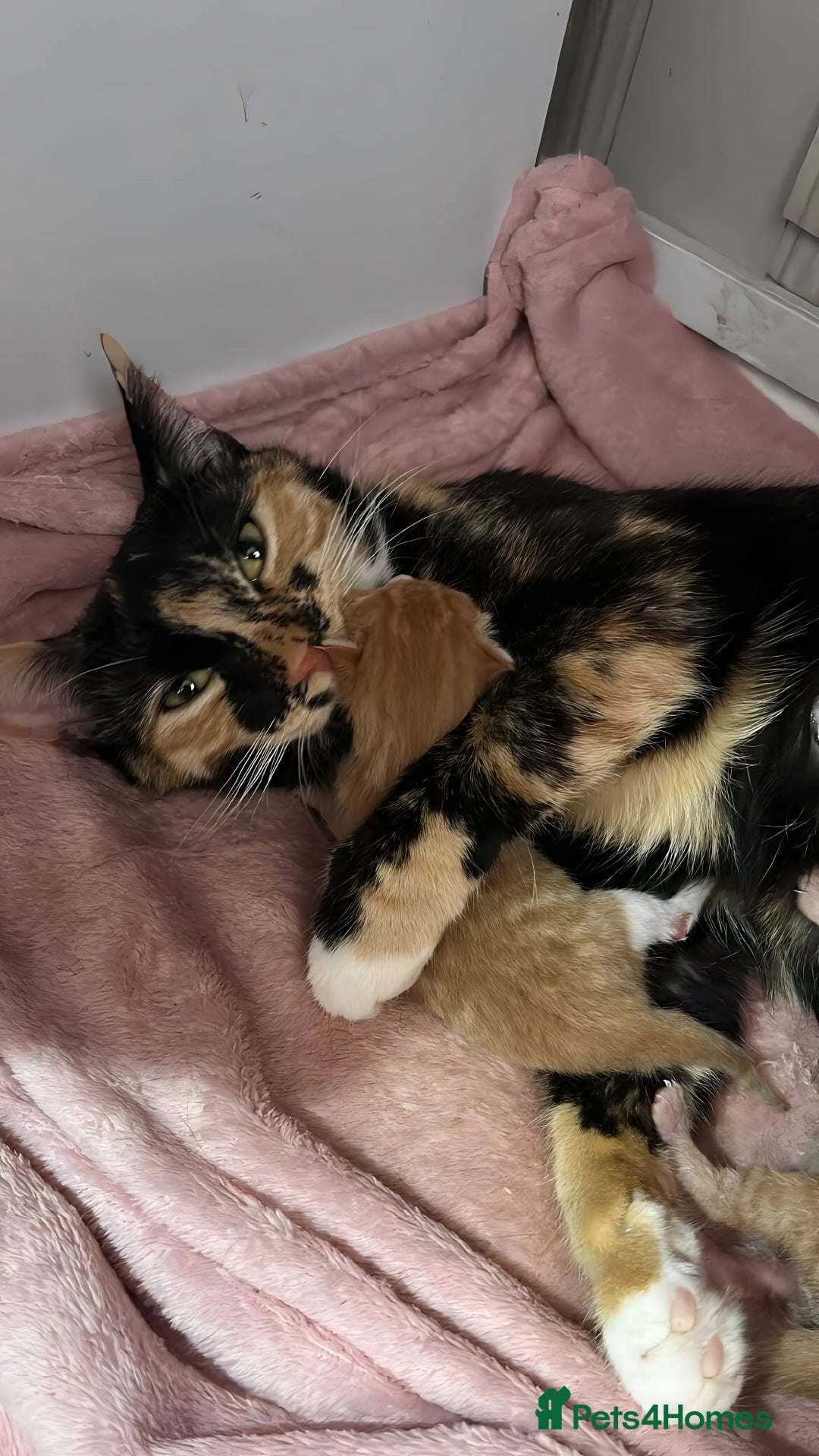 Mixed Breed cats for sale: orange mixed breed kittens  - Advert 6