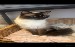 Ragdoll cats for sale: Rag dolls  - Image 4