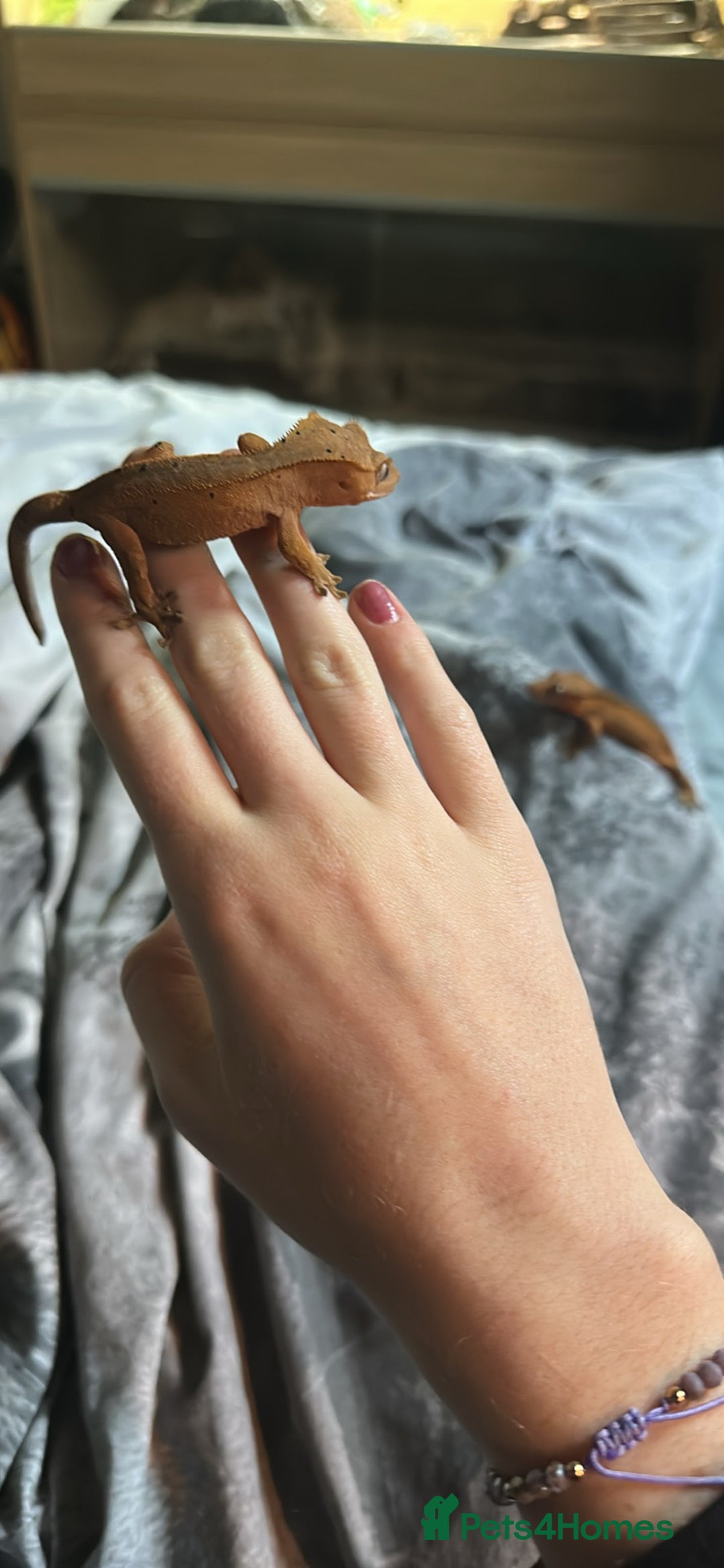 Gecko reptiles for sale: Crested geckos  - Advert 9