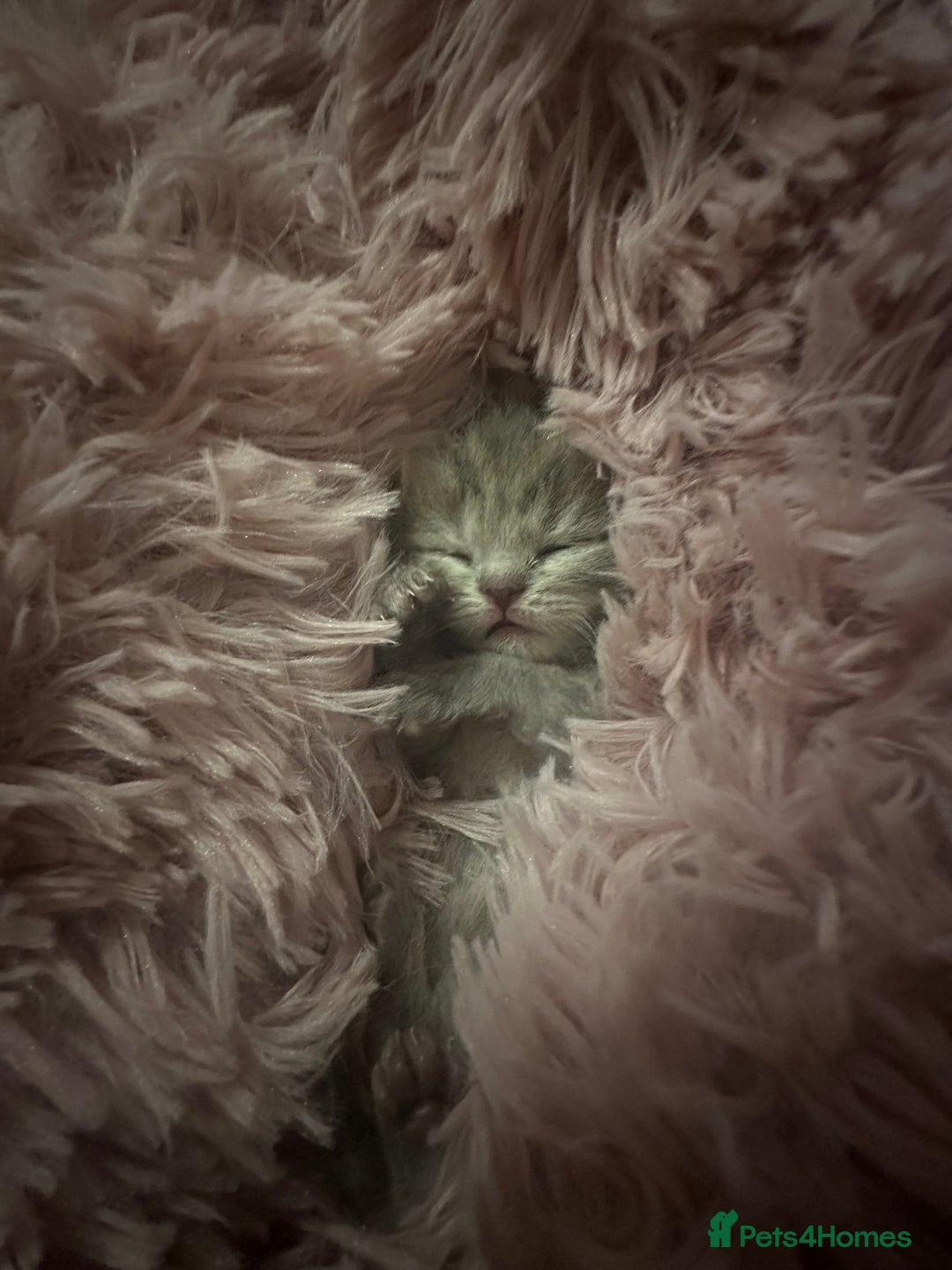 Scottish Fold cats for sale: Scottish straight  - Image 5