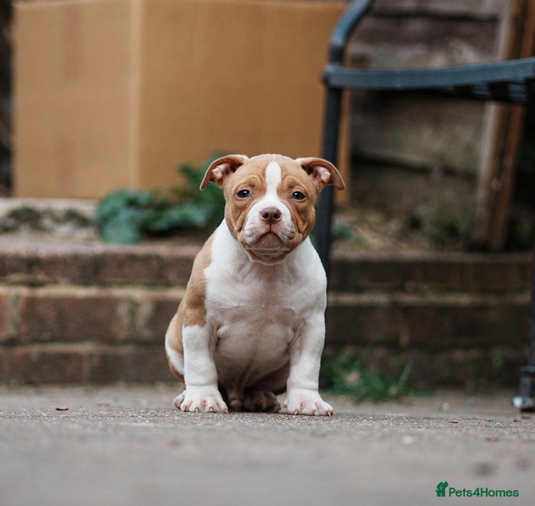 American Bully dogs for sale: Champion Bloodline American Pocket Bully Puppies - Image 14
