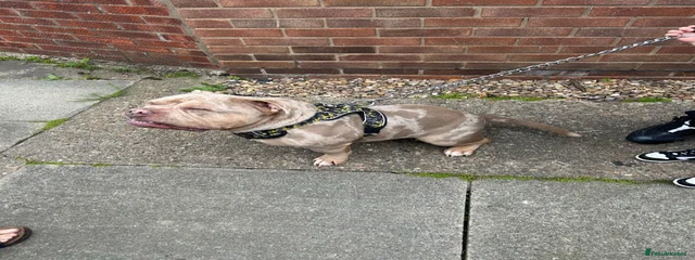 Kiro