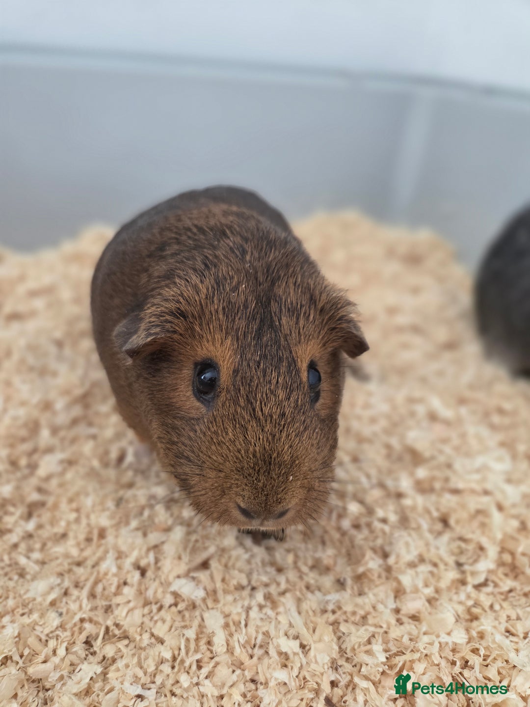 Guinea Pig rodents for sale: Coco and Pebble  - Image 2