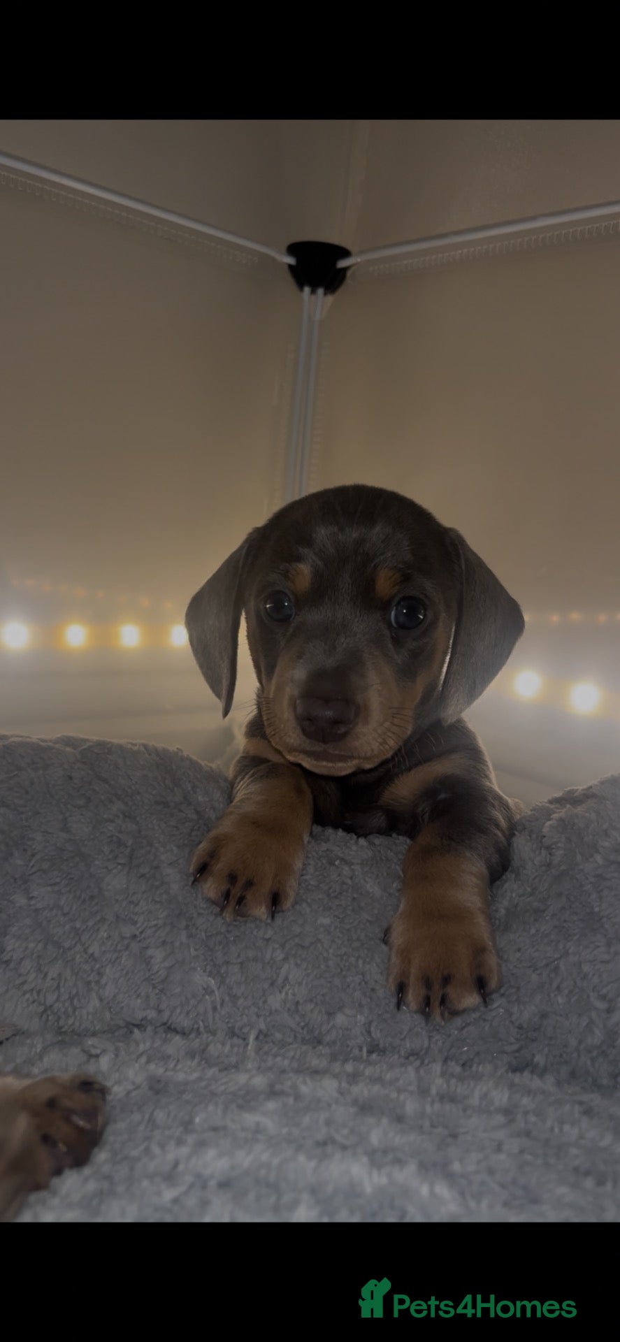 Miniature Dachshund dogs 5*homes ONLY- smooth haired miniature dauchunds    - Advert 19