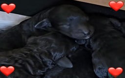Cockapoo dogs for sale: Adorable Cockapoo Puppies  - Image 6