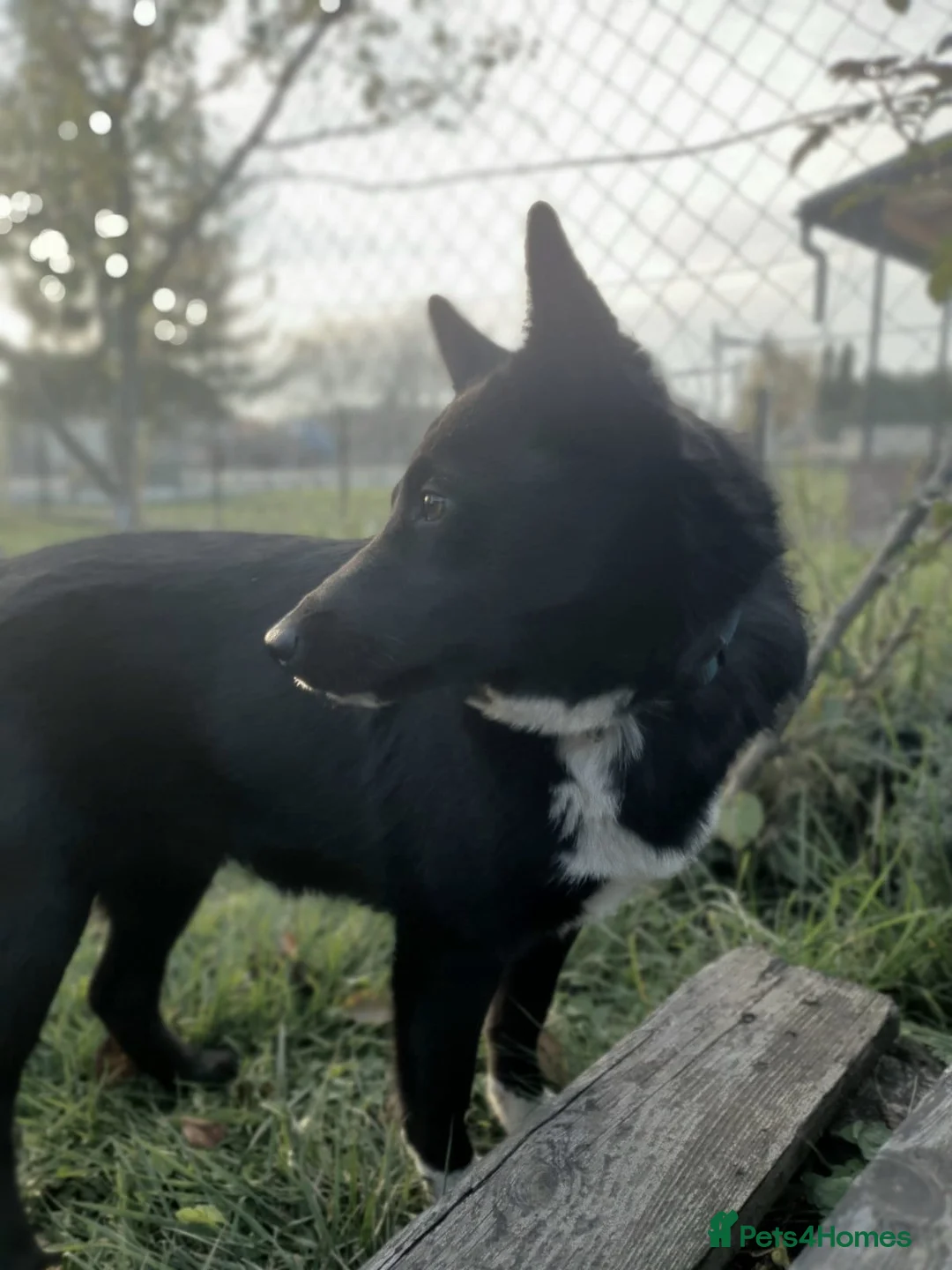 Mixed Breed dogs for adoption: ❤️ALPHA❤️-2 yo low-medium sunshine dog - Advert 4