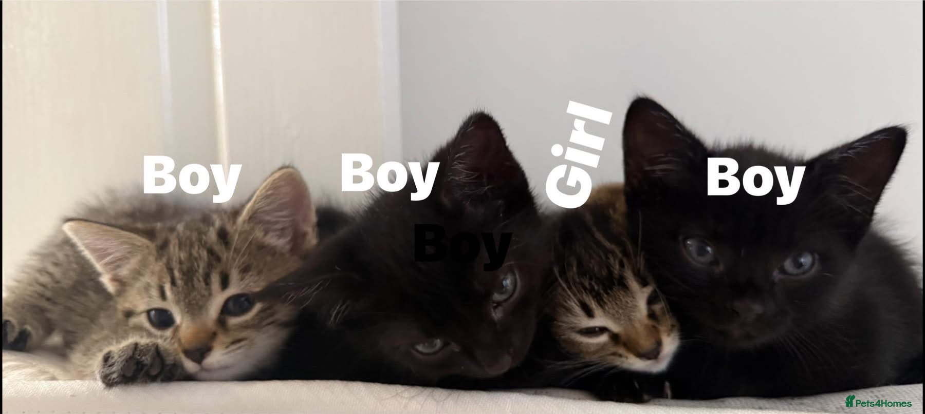 American Shorthair cats 4 kittens for sale  - Advert 15