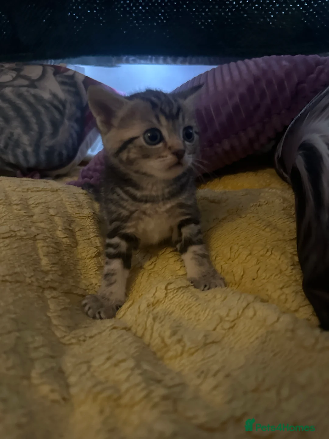 Toybob cats for sale: Tabby Cat - Advert 1