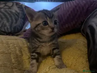 Toybob cats Tabby Cat - Advert 1