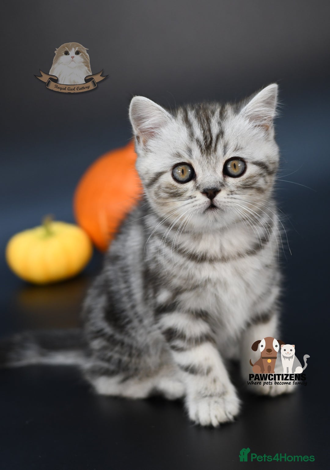 Scottish Fold cats for sale: LICENSED CATTERY, PURE BREED TOP QUALITY KITTENS - Image 6