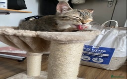 Mixed Breed cats for sale: Cat 5 months - Image 2