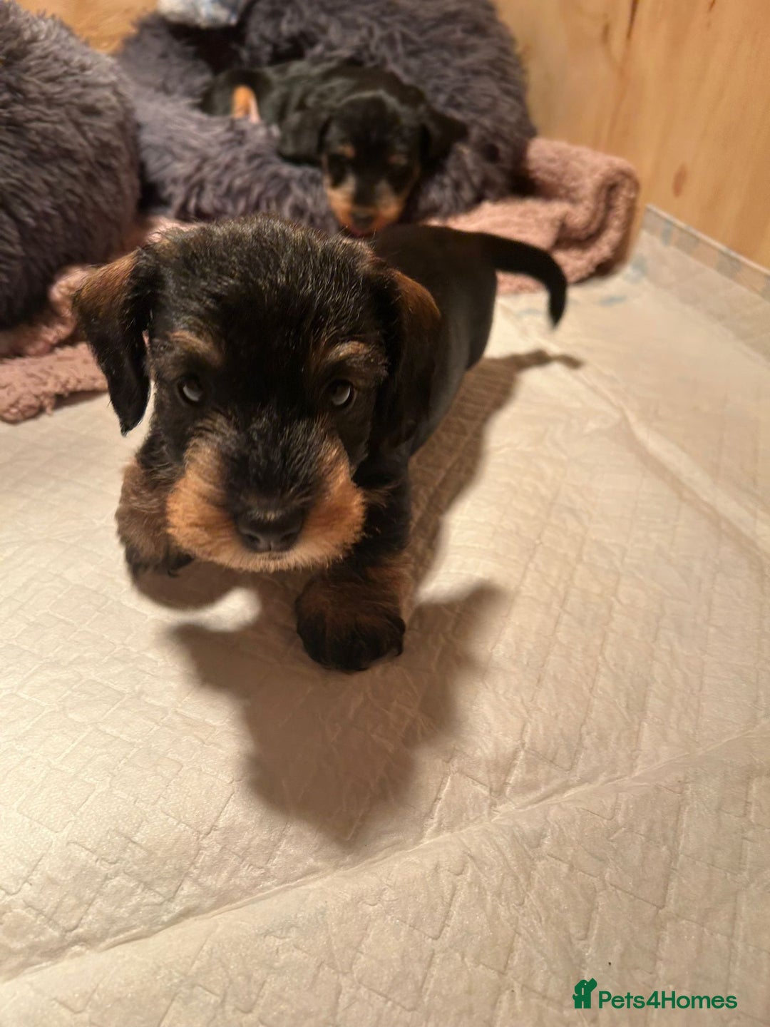 Dachshund dogs for sale:  Miniature Wirehaired Dachshund  puppies  - Advert 3
