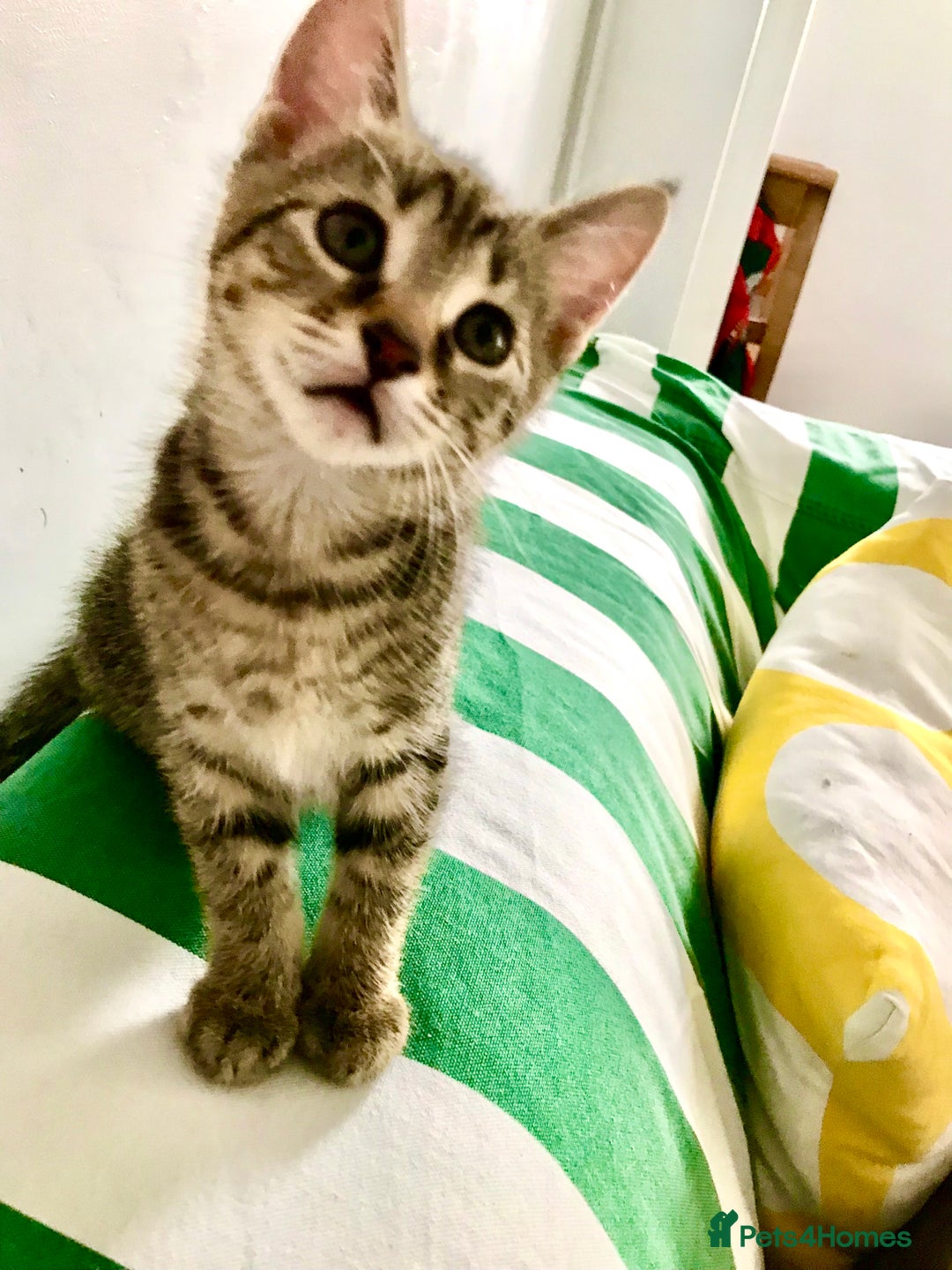 Mixed Breed cats for sale: Gorgeous 8 week old female tabby kittens - Image 4