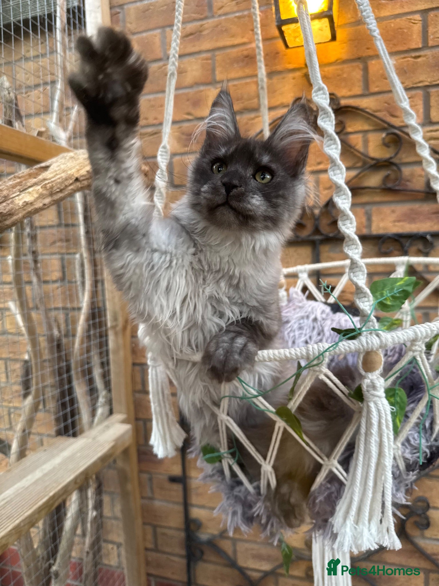 Maine Coon cats Exceptional pedigree MaineCoons - Phantom & Sprite - Advert 2