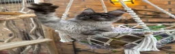 Maine Coon cats for sale: Exceptional pedigree MaineCoons - Phantom & Sprite - Advert 2