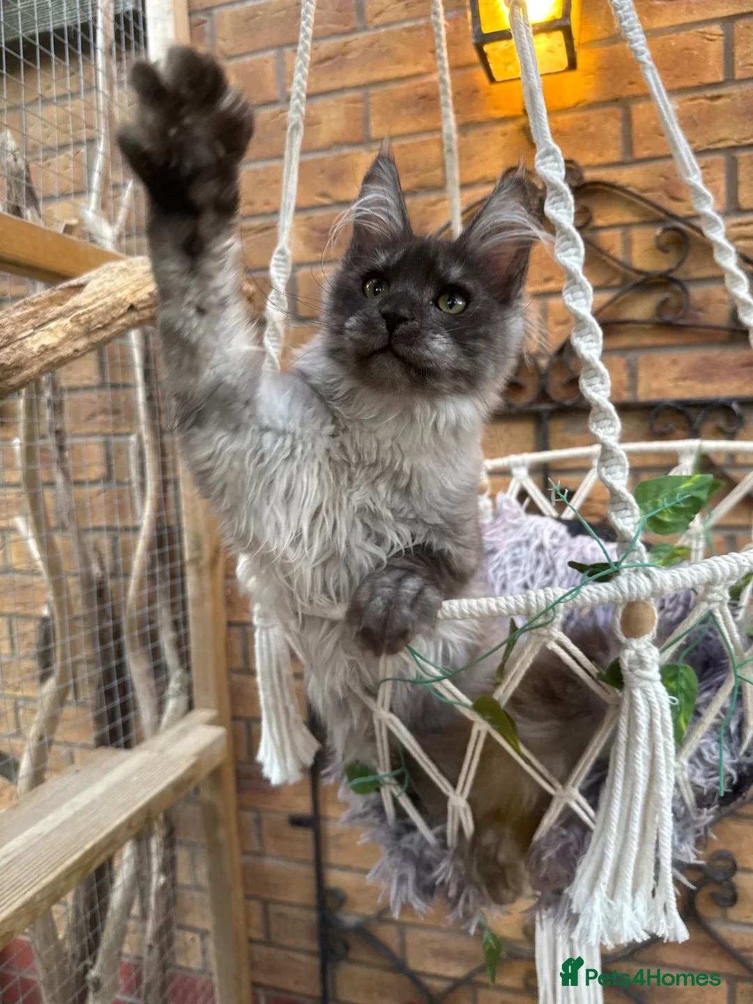 Maine Coon cats for sale: Exceptional pedigree MaineCoons - Phantom & Sprite - Advert 2