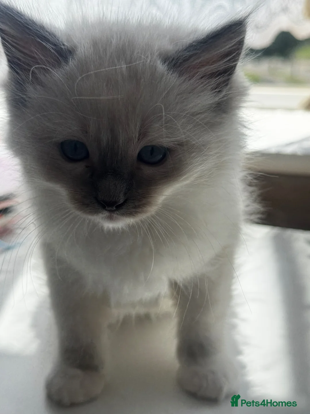 Ragdoll cats for sale: Ragdoll kittens in Bedford - Advert 3