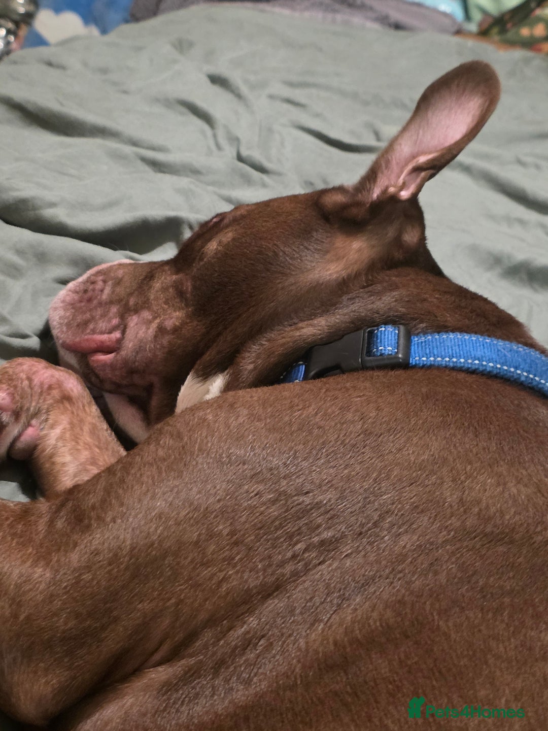Mixed Breed dogs for sale: Staff x american bull boy in need of a home - Image 2