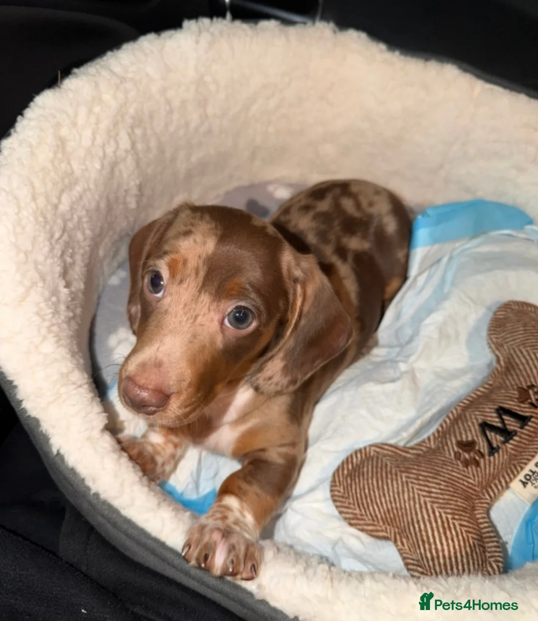 Miniature Dachshund dogs for sale: 11 Week Old Dachshund Puppy Loving Home Needed  - Advert 1
