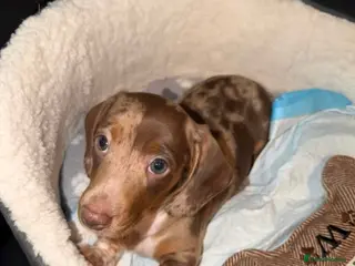 Miniature Dachshund dogs 11 Week Old Dachshund Puppy Loving Home Needed - Advert 1