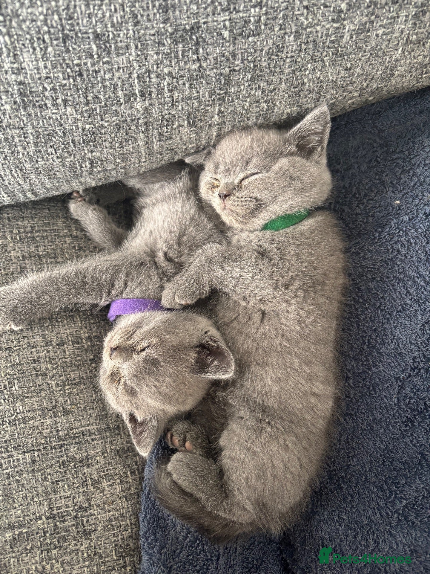 British Shorthair cats British Shorthair Kitten BSH - Advert 1