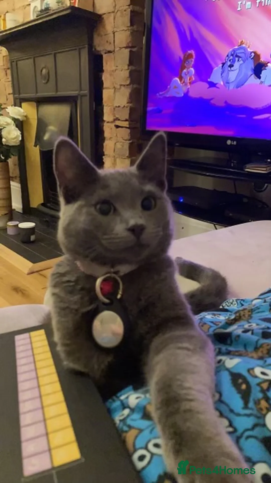 Russian Blue cats for sale: 4 year old Russian Blue siblings - Advert 5