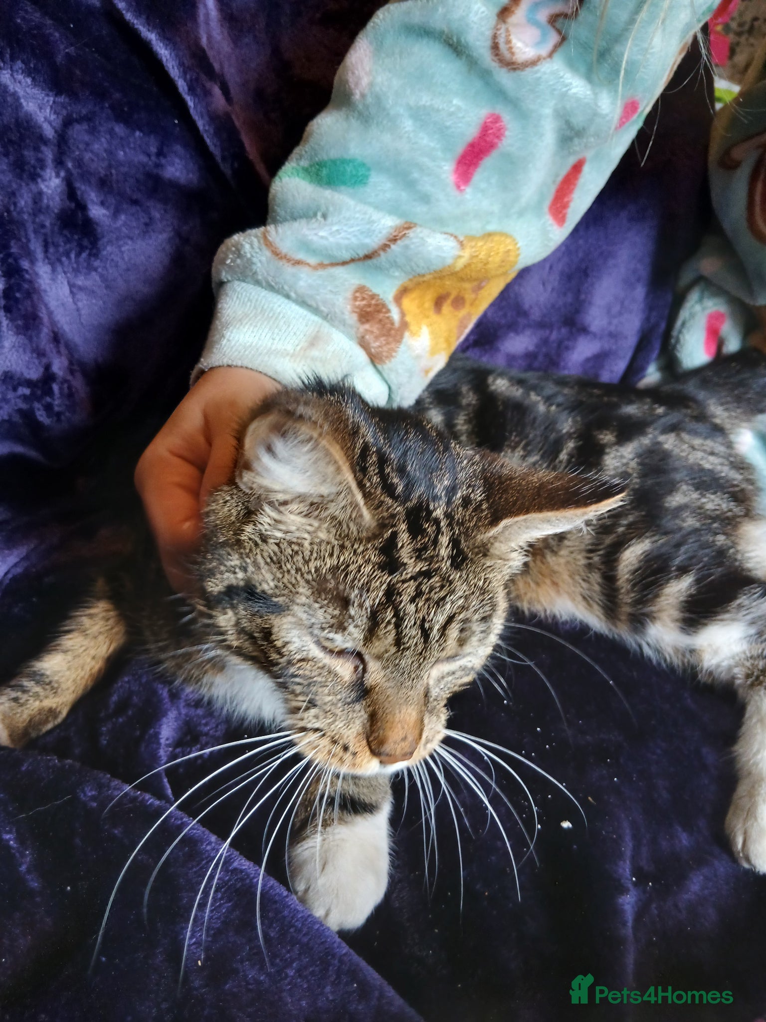 Mixed Breed cats Fluffy 8 week old kittens  - Advert 1