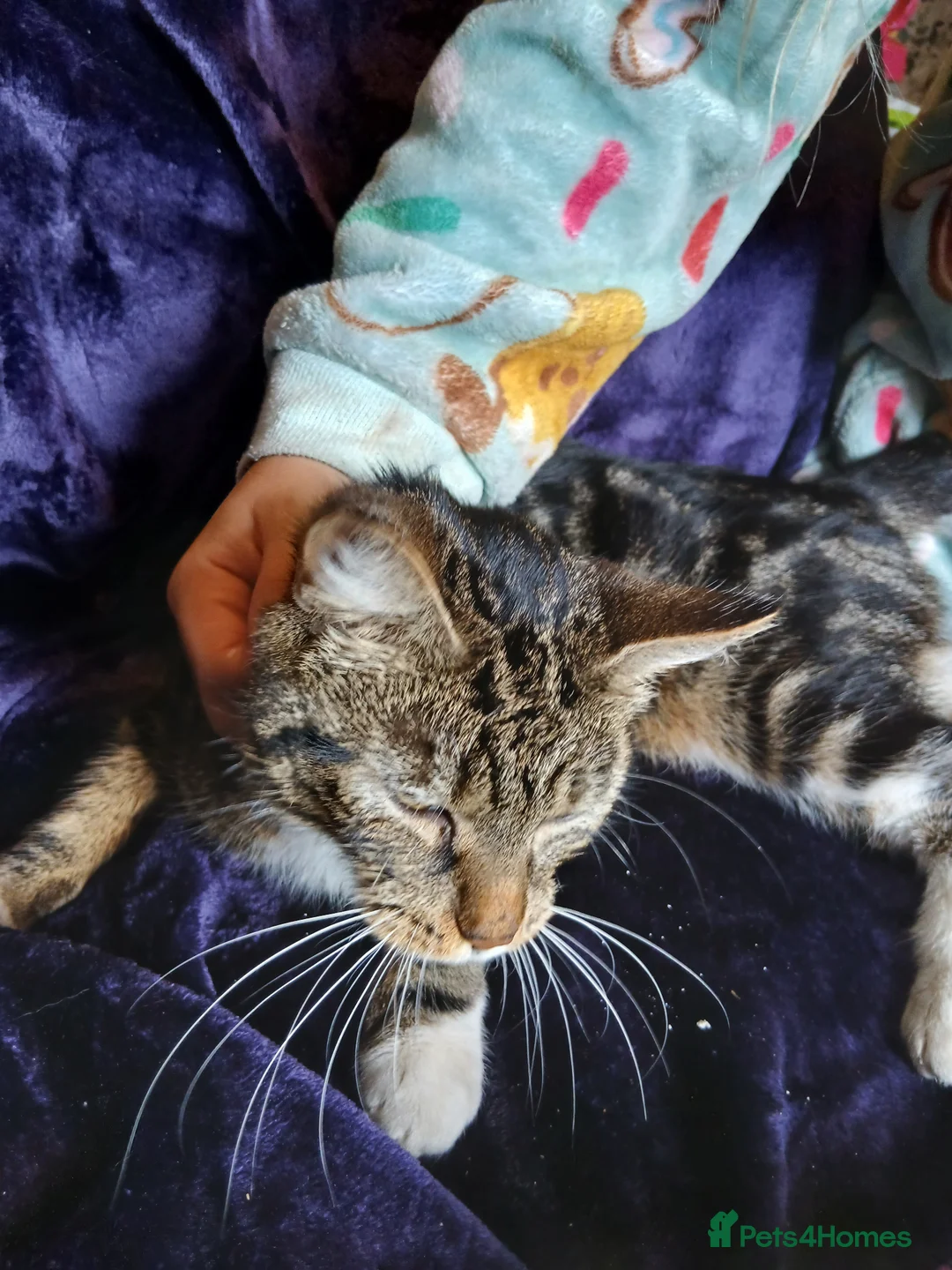 Mixed Breed cats for sale: Fluffy 8 week old kittens  - Advert 1