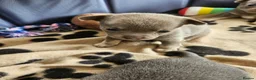 Chihuahua dogs for sale: Five Smoothcoat Chihuahua puppies for sale - Advert 24