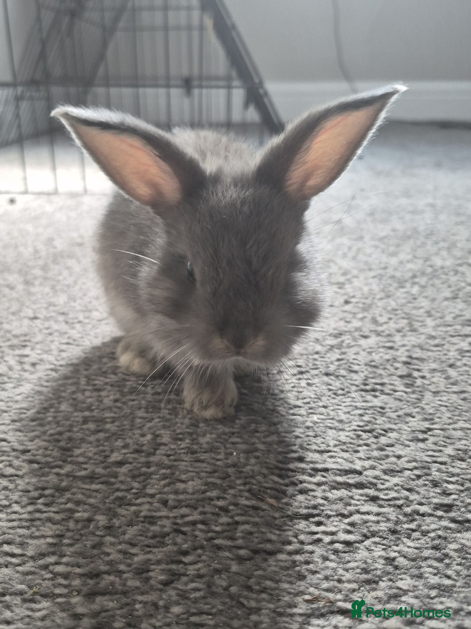 Mixed Breed rabbits Beautiful lop/lion kits! - Advert 12