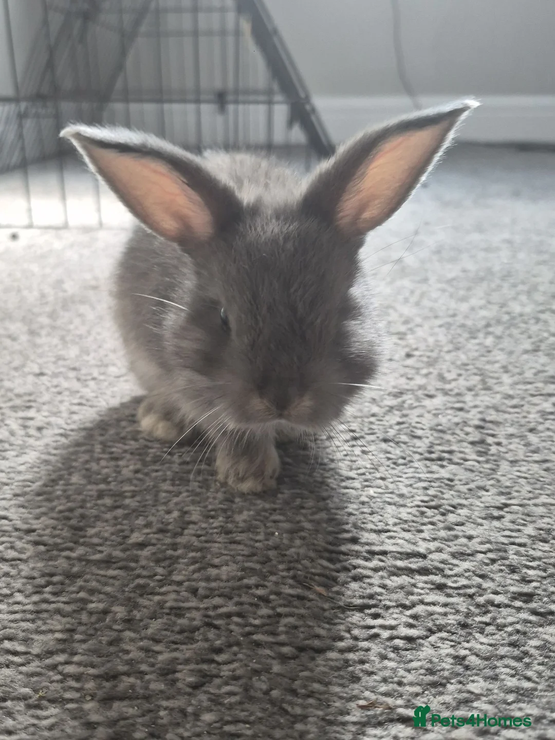 Mixed Breed rabbits for sale: Beautiful lop/lion kits! - Advert 1