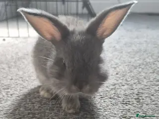 Mixed Breed rabbits Beautiful lop/lion kits! - Advert 12