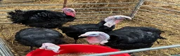 Turkeys poultry for sale: Nolfolk turkeys - Advert 1