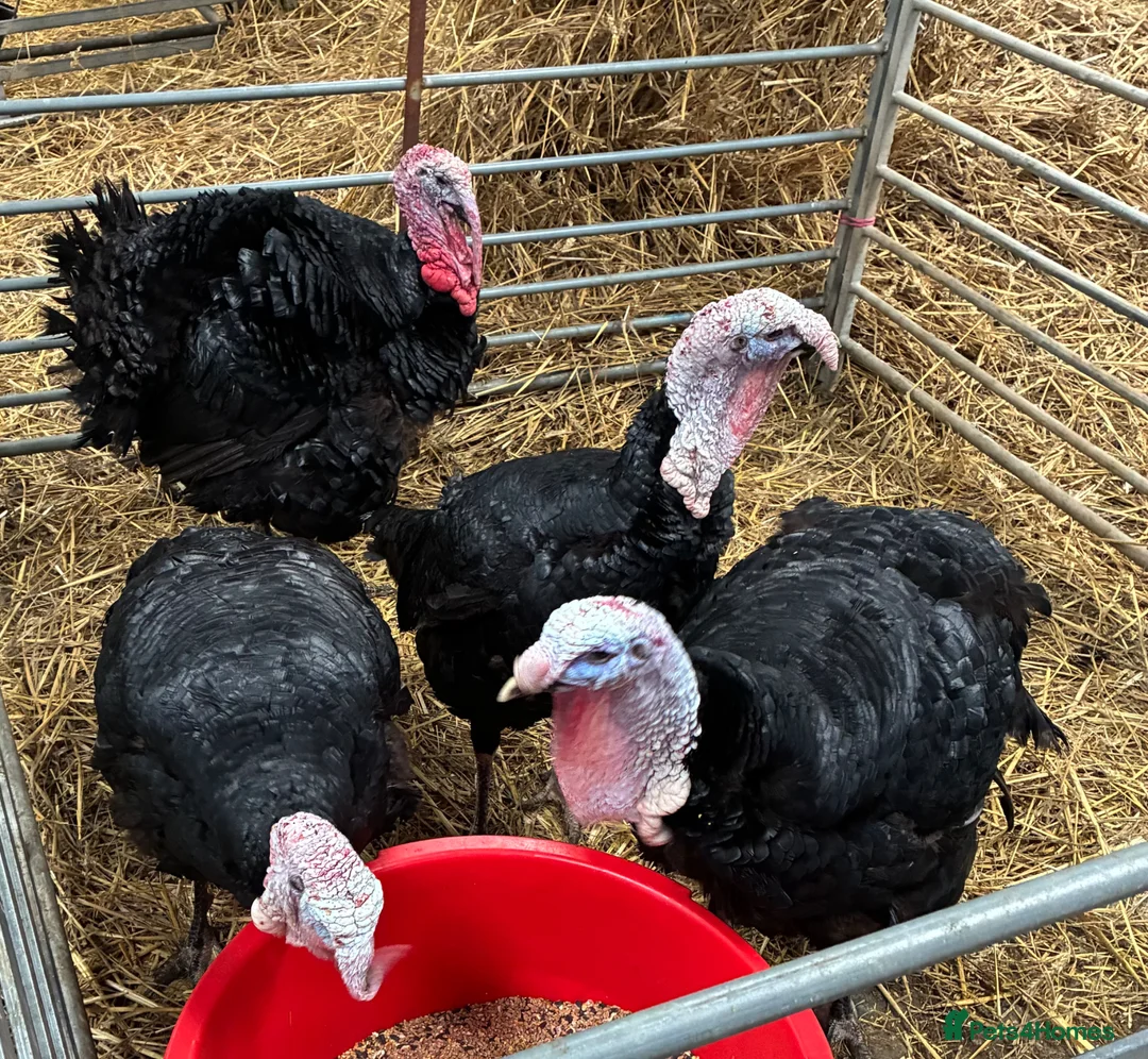 Turkeys poultry for sale: Nolfolk turkeys - Advert 1