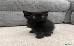Mixed Breed cats for sale: White kitten friendly  - Image 9